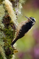 Strakapoud americky - Leuconotopicus villosus - Hairy Woodpecker o1463
